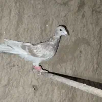 کفتر هوایی ضربه