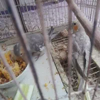 عروس هلندی