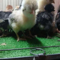 جوجه گردن لخت کاکلی ریشو کاکلی فول کاکل