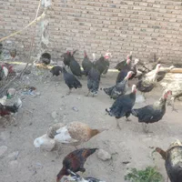 سلطان مرغ محلی بلوچستان|حیوانات مزرعه|خاش, |دیوار