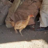 مرغ محلی|حیوانات مزرعه|بیرجند, |دیوار