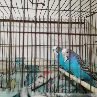 مرغ عشق|پرنده|شیراز, شهرک گلستان|دیوار