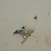 کبوتر|پرنده|نیمروز, |دیوار