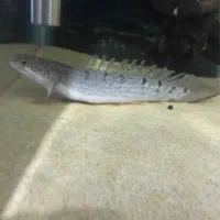 پولی اندیچری و سنگالی