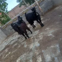 واگذاری دو عدد بز ‌جلو رو