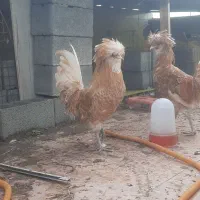 خروس پولند بوف اصیل|حیوانات مزرعه|نکا, |دیوار