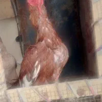 خروس سوران|حیوانات مزرعه|سیب و سوران, |دیوار