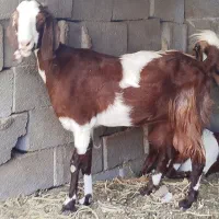 بزکهره|حیوانات مزرعه|کرمان, |دیوار