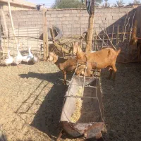 بز جوان دورگ سانن و ابستن|حیوانات مزرعه|طبس, |دیوار