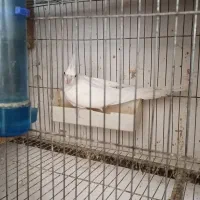 عروس هلندی|پرنده|سرخنکلاته, |دیوار