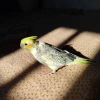 عروس هلندی سرلاکی گمشده