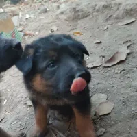 واگذاری ژرمن شپرد شولاین|سگ|نیشابور, مازول|دیوار