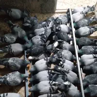 ۲ عدد کبوتر نر مسافتی