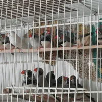 فنچ زبرا درشت.نرگسی.برزیلی.الماسی.مرغ عشق|پرنده|بجنورد, |دیوار