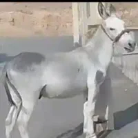 فروش یک الاغ دریاسوج
