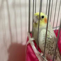 عروس هلندی|پرنده|ری, دیلمان|دیوار