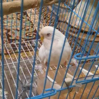 مرغ عشق سفید هلندی|پرنده|کرمان, |دیوار