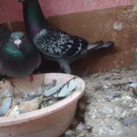 کبوتر پلاکی .مسافتی.|پرنده|کتالم و سادات شهر, |دیوار