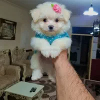 فروش سگ شیتزو فلت|سگ|تهران, شهرک غرب|دیوار