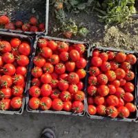 گوجه‌فرنگی