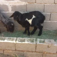 میش بره دار