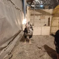 خروس|حیوانات مزرعه|کرمانشاه, |دیوار