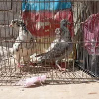 کفتر فروشی