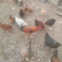 محلی وارگانیک|حیوانات مزرعه|نوشهر, |دیوار