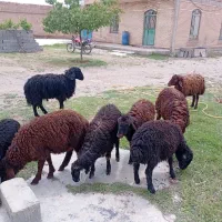 گوسفند قره قزل