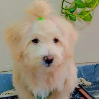 فروش سگ|سگ|کرمان, |دیوار