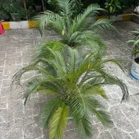 گل سیکاس