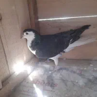 کفتر بدرنگ|پرنده|اصفهان, بوستان ناژوان|دیوار