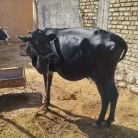 قیمت 75 میلیون