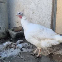 بوقلمون سفید بیوتی نطفه دار