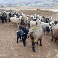 48راس میش داشتی بره دار و آبستن به فروش میرسد|حیوانات مزرعه|شیراز, محمدیه|دیوار