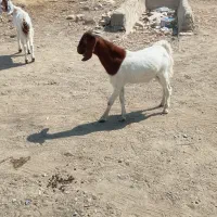 چپش گیسه