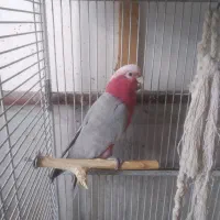 طوطی گالارز.کاسکو.ارا.شاه طوطی|پرنده|رشت, پستک|دیوار