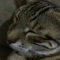 واگذار فوری بچه گربه