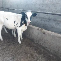 گوساله نرفرمولی