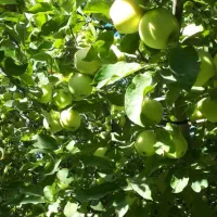 با قیمت مناسب بخر