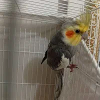 دو تا عروس هلندی نر سخنگو