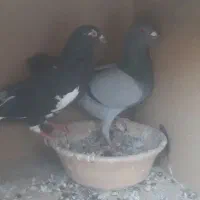 کبوتر مسافتی