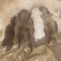 پاکوتاه|سگ|بم, |دیوار