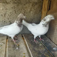 کفتر|پرنده|ساری, |دیوار