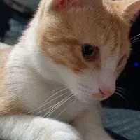 گربه گم شده