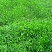 علف تازه نیسانی برای گاو و گوسفند