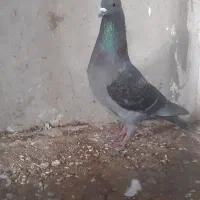 کبوتر|پرنده|خورموج, |دیوار