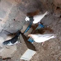 کبوتر رنگه|پرنده|شیروان (خراسان), |دیوار