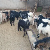 ۳۵راس بی|حیوانات مزرعه|ایلام, |دیوار