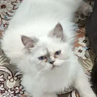 پرشین۱۰ ماهه